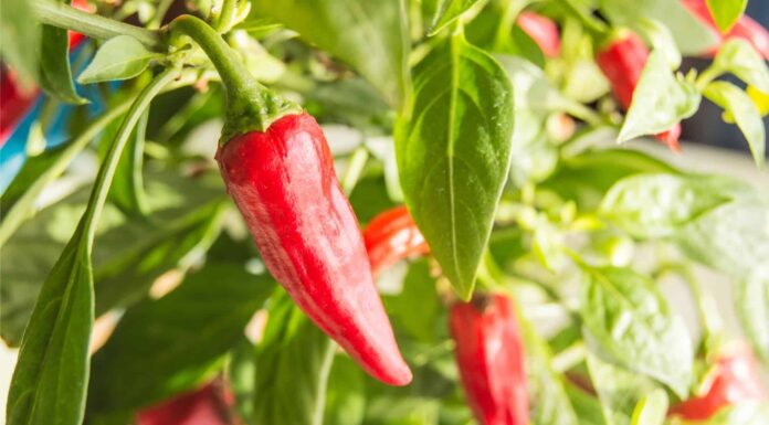 red and green chili pepper