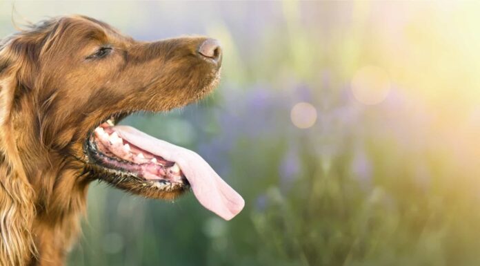 Perché i cani ansimano e come puoi aiutare
