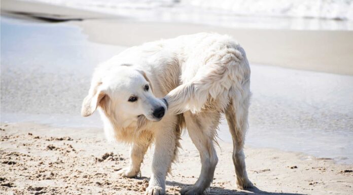 Perché i cani inseguono la coda, in realtà?
