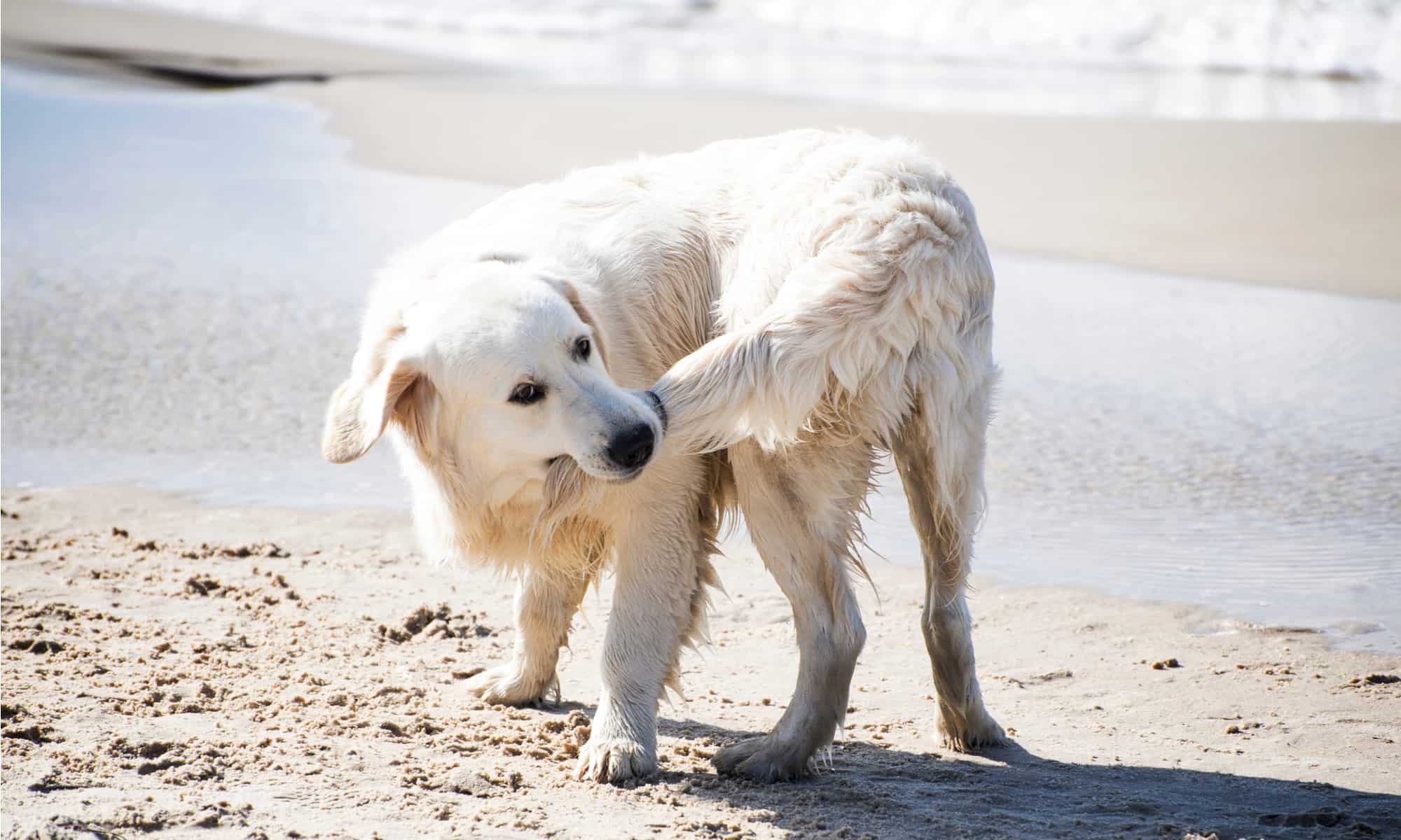Perché i cani inseguono la coda, in realtà?