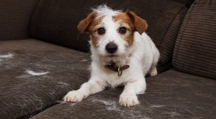 Perché i cani perdono il pelo?
