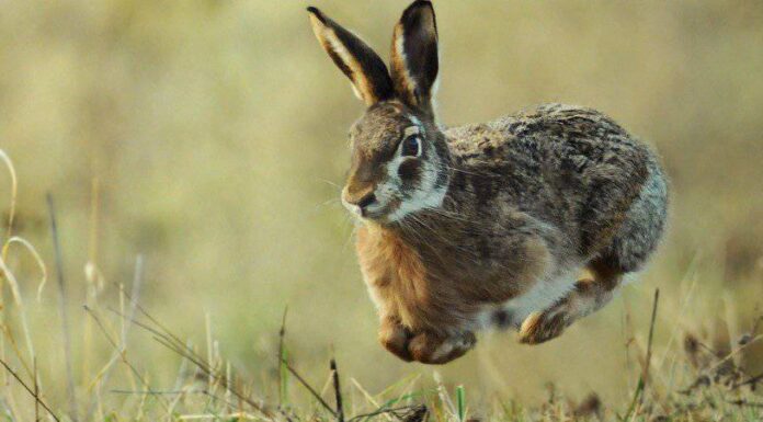 Perché i conigli Binky?
