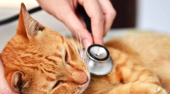 Perché i gatti vomitano?
