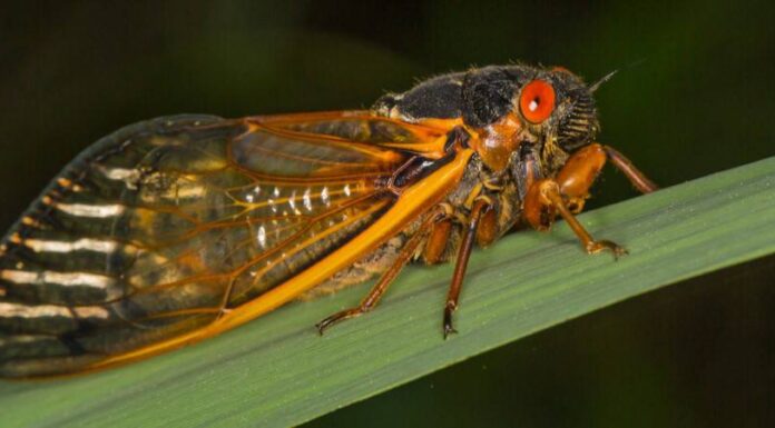 Perché le cicale escono solo ogni 17 anni?
