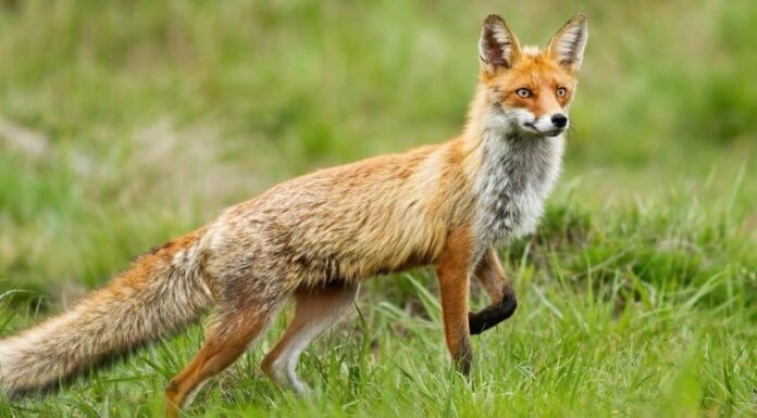 Perché le volpi urlano di notte?
