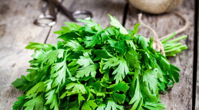 Perejil vs Cilantro: le differenze chiave
