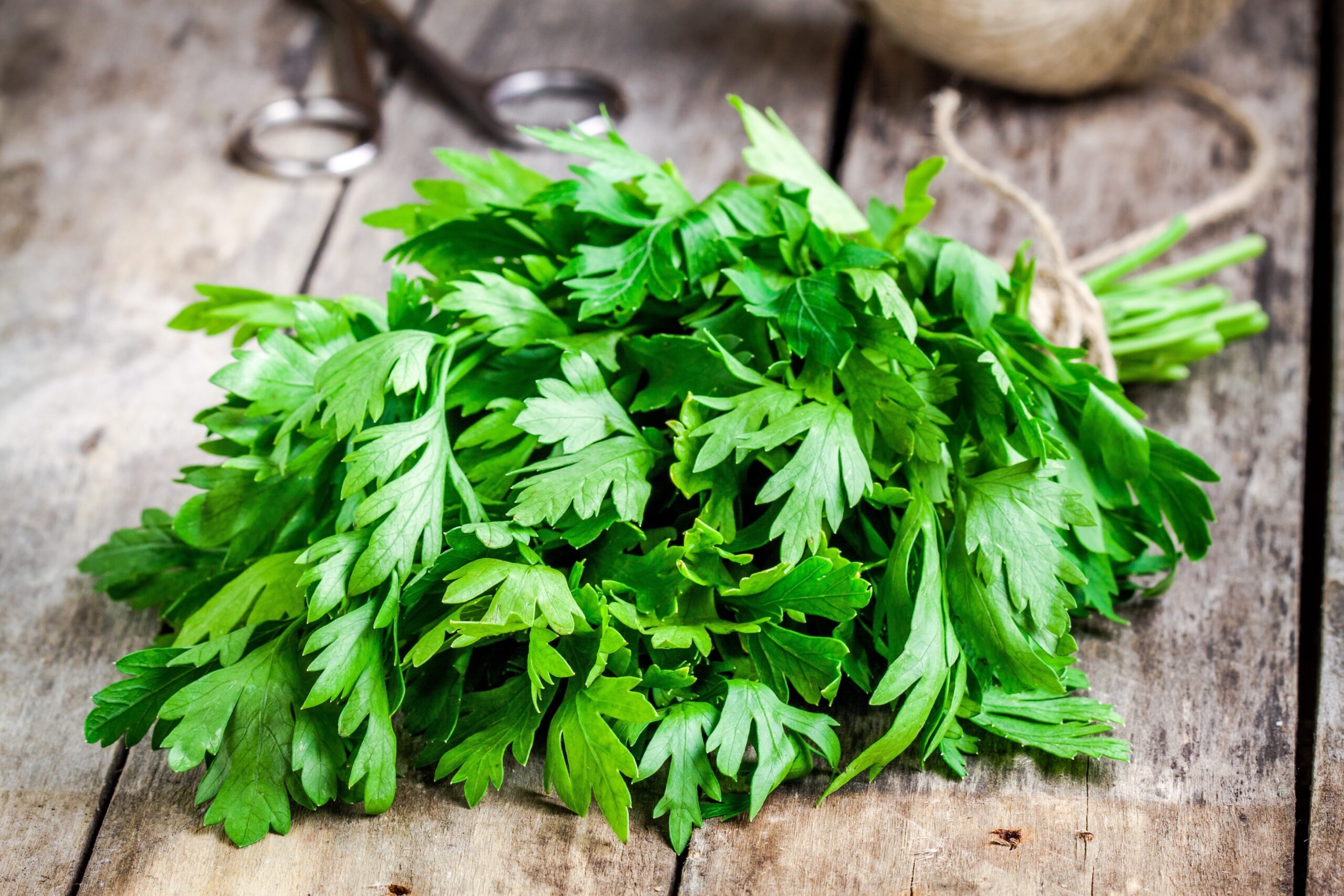 Perejil vs Cilantro: le differenze chiave