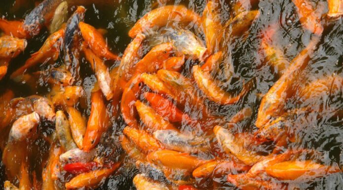 Pesce rosso da record mondiale: scopri il pesce rosso più grande del mondo
