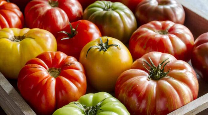 Wooden box filled with fresh vine ripened heirloom tomatoes from farmer