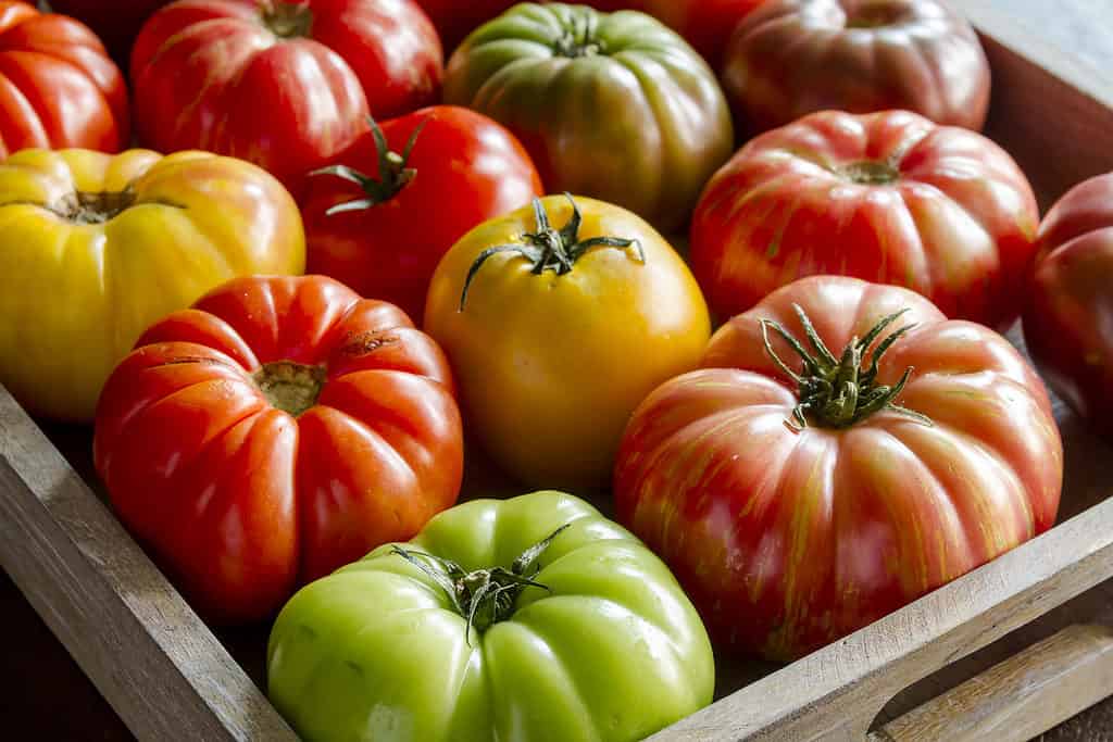 Wooden box filled with fresh vine ripened heirloom tomatoes from farmer