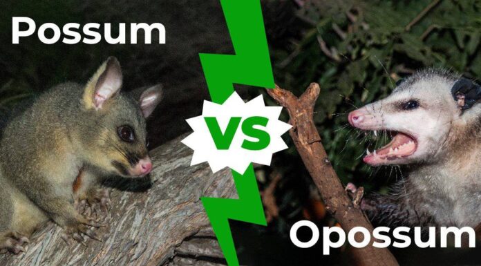 Possum vs Opossum: come dirlo e come distinguere
