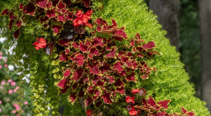 Potatura Coleus: come tagliare il tuo Coleus per una pianta più sana
