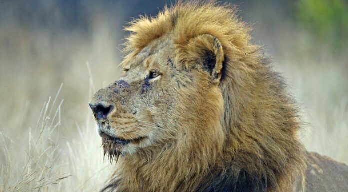 Predatori di leoni: cosa mangia i leoni?
