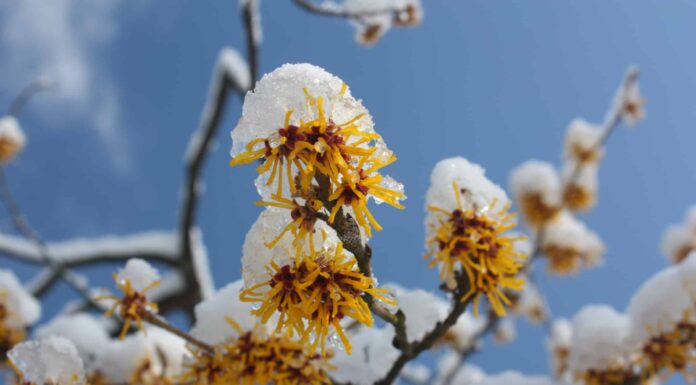 Prima neve in Indiana: la prima e l'ultima prima neve mai registrata
