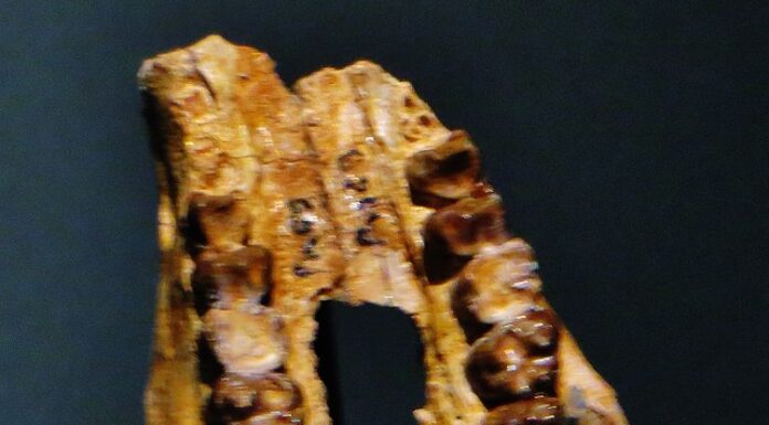 Eritherium azzouzorum