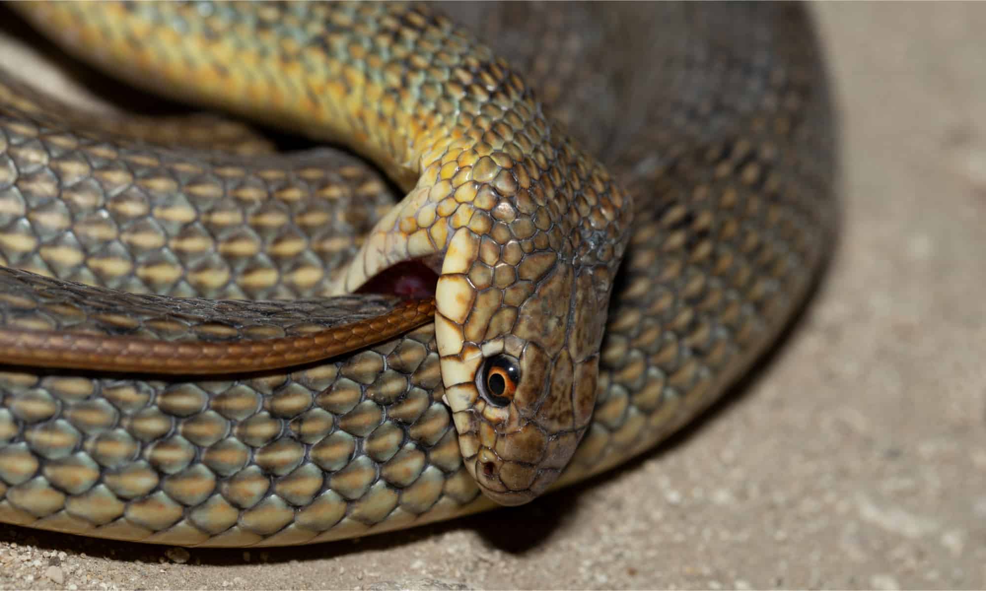 Quali serpenti vivono in Europa e qual è il più grande?
