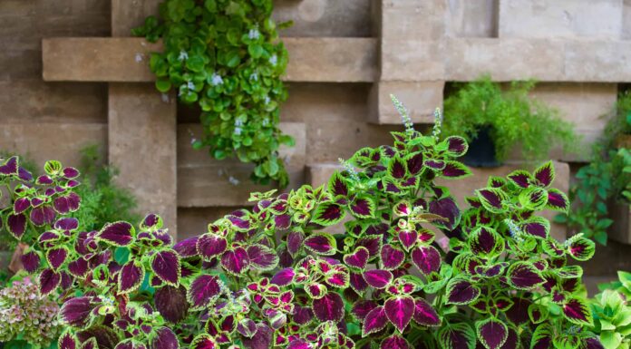 Quando piantare Coleus per zona
