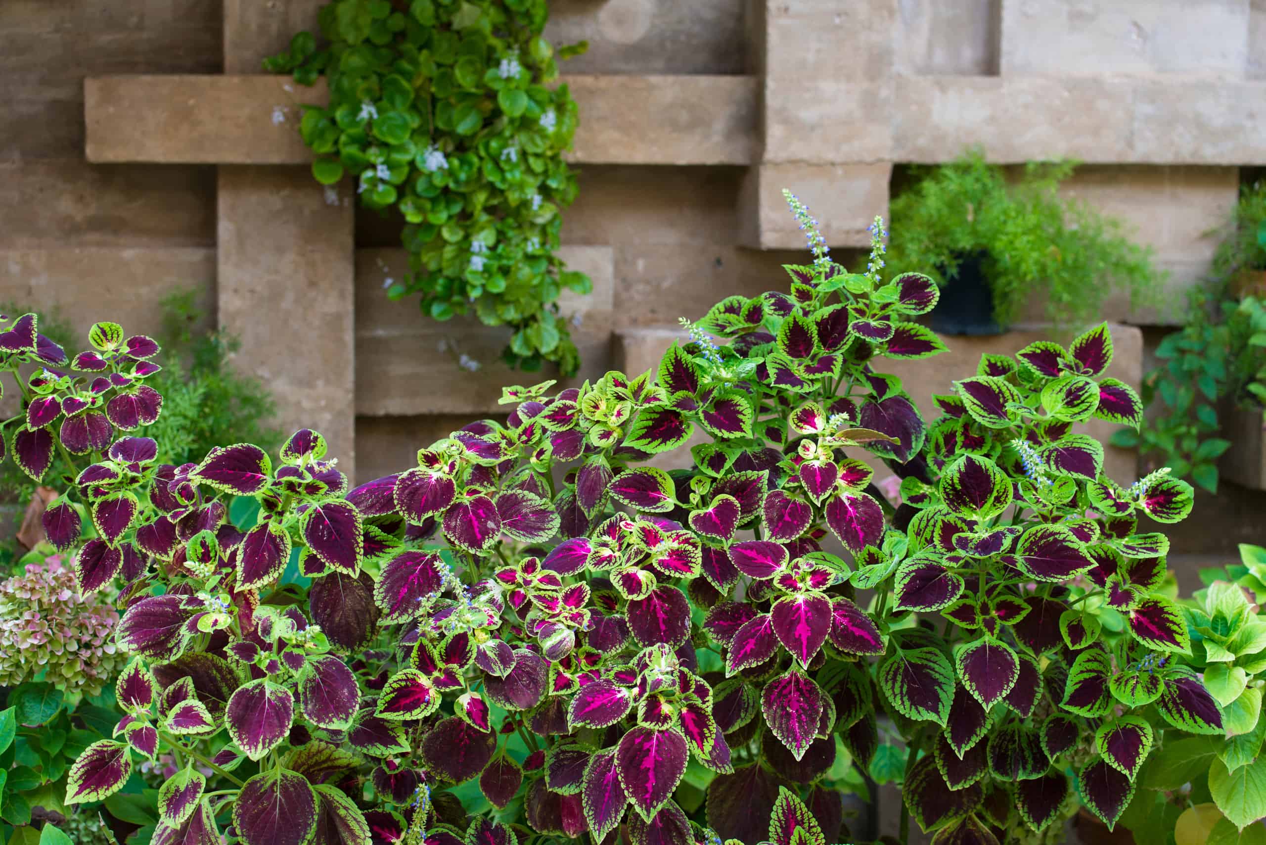 Quando piantare Coleus per zona
