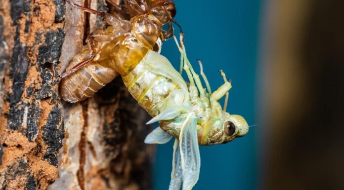 Quando spariranno le cicale?
