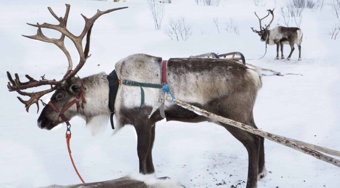 Quante renne ci sono nel mondo?
