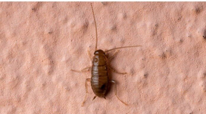 Quante zampe ha uno scarafaggio?
