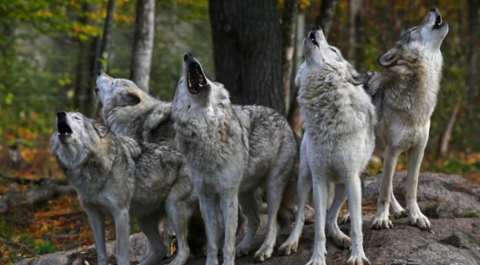 Quanti anni ha il lupo più vecchio di sempre?
