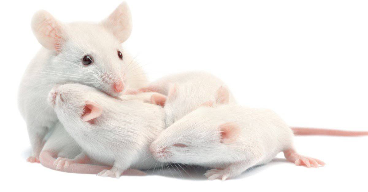 Have you ever used the phrase "quiet as a mouse?" Welcome to the world of animal analogies!