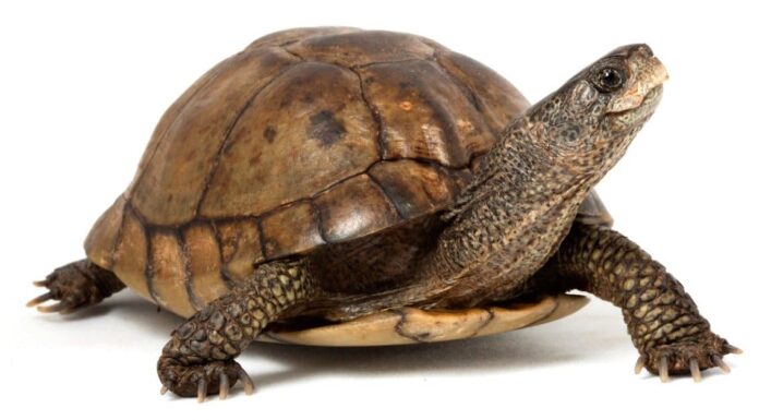 Quanto diventano grandi le tartarughe scatola? 
