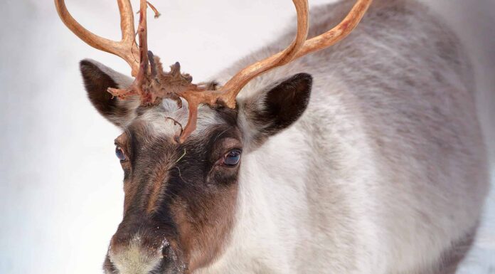 Quanto tempo vivono le renne?
