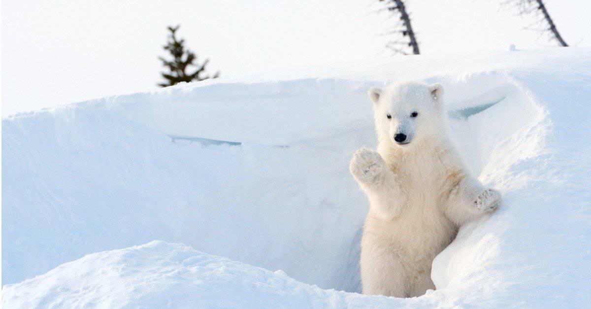 Quanto velocemente riesci a trovare l'orso polare mimetizzato che si nasconde in questo campo innevato?