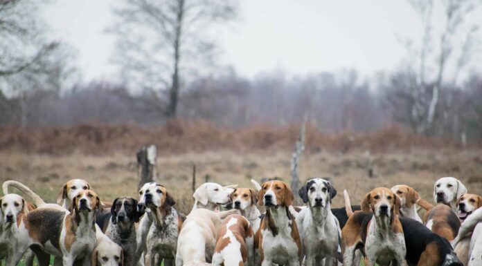 Questo branco di cani insegue un leone di montagna innevato sull'orlo di una scogliera
