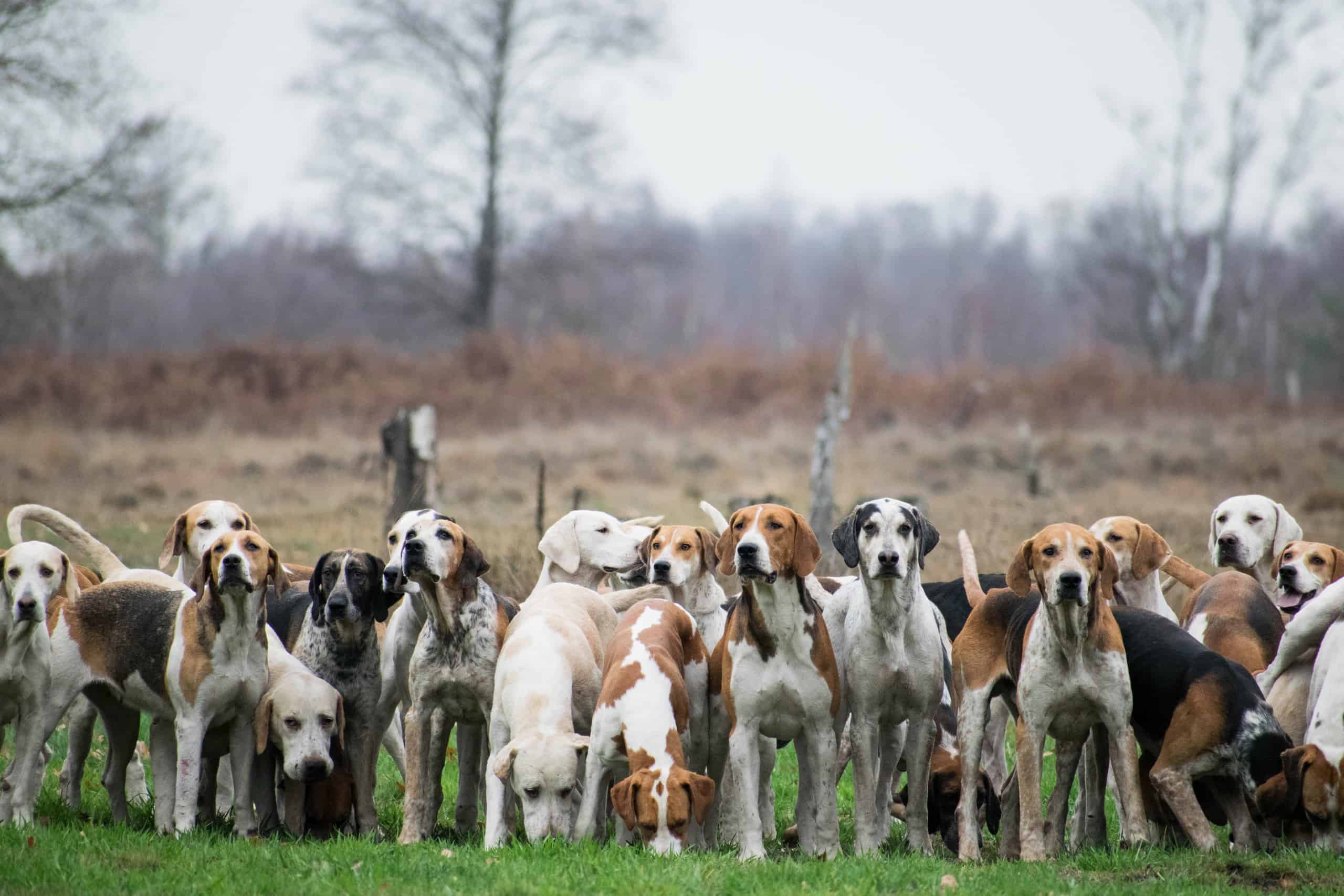 Questo branco di cani insegue un leone di montagna innevato sull'orlo di una scogliera