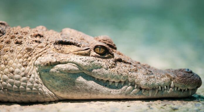 Questo coccodrillo fantasma è troppo vicino al guardiano dello zoo
