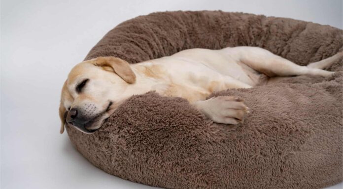 Questo è il motivo per cui i cani camminano in cerchio prima di sdraiarsi, secondo i veterinari
