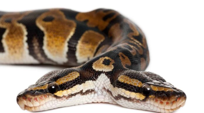 Questo ragazzo estrae un serpente a due teste come la maggior parte degli iPhone Unbox
