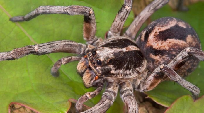 Ragni lupo in Idaho: tutto ciò che devi sapere
