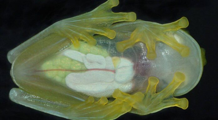 Most beautiful animal &ndash; Fleischmann