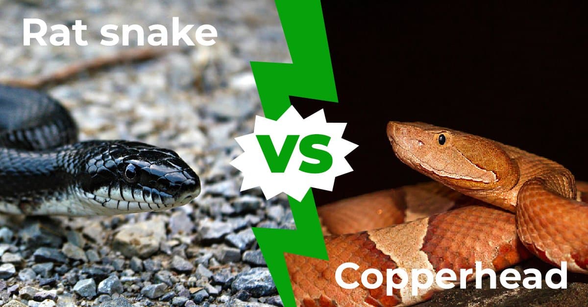 Rat Snake vs Copperhead: 7 differenze chiave spiegate