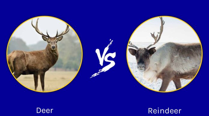 Renne contro cervi dalla coda bianca: le 7 principali differenze
