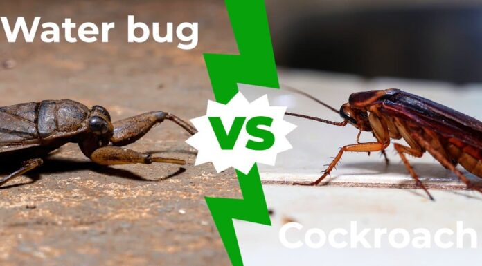 Scarafaggio contro insetto d'acqua: spiegate 5 differenze chiave
