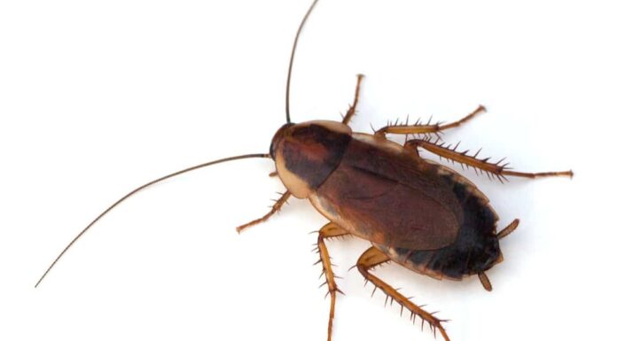 Wood Roach vs Cockroach - Pennsylvania wood roach