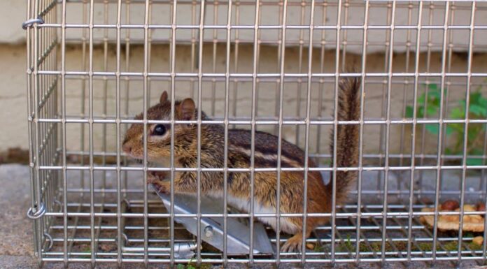 Scoiattoli domestici: è una buona idea?
