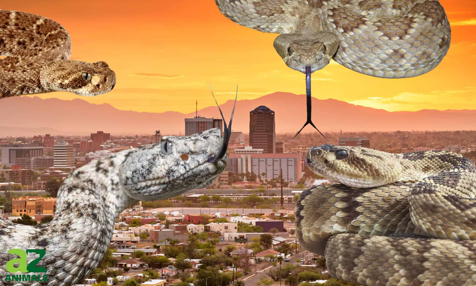 Scopri 15 tipi di serpenti a sonagli in Arizona