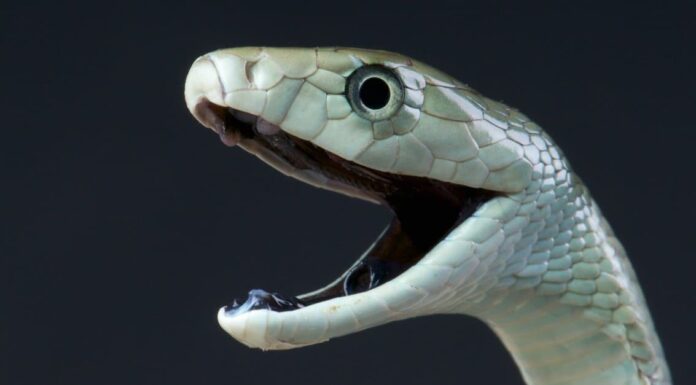 A The 7 Best Snake Guard Chaps You Can Buy Today