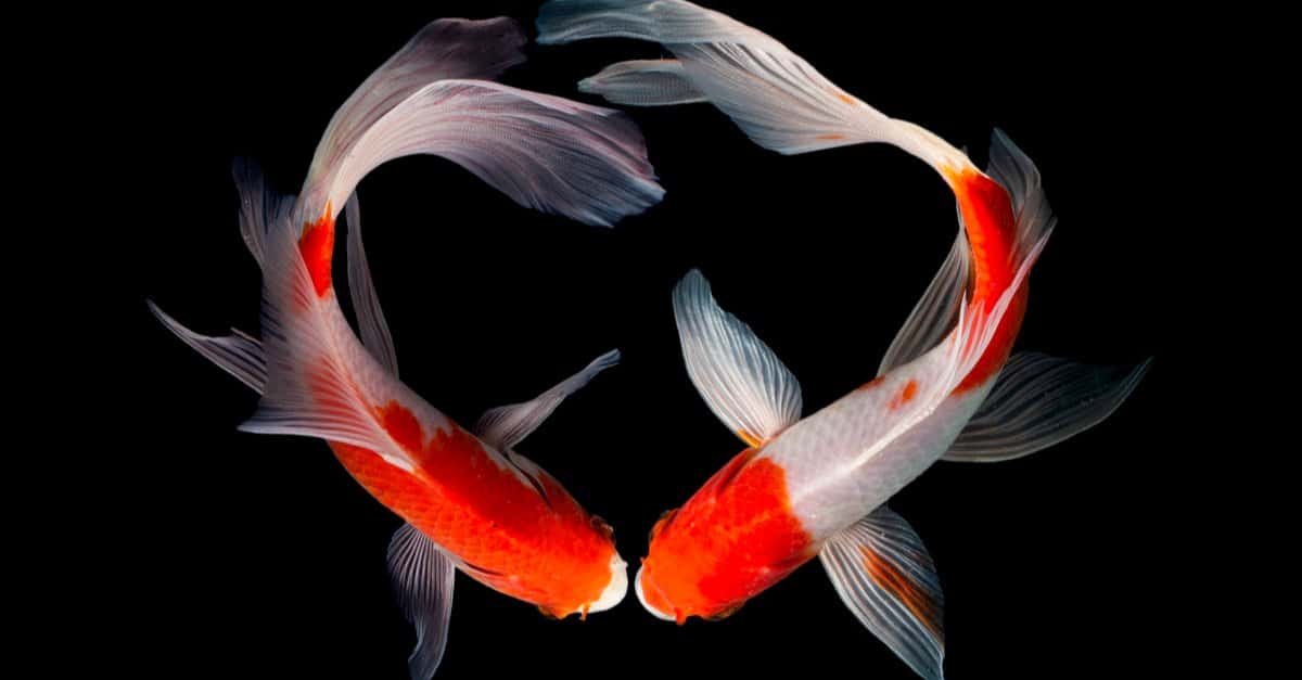 Scopri il pesce più antico del mondo (più di 300 anni!)