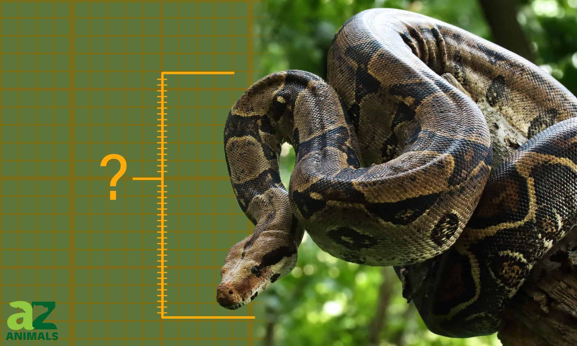 Scopri il più grande boa constrictor mai catturato