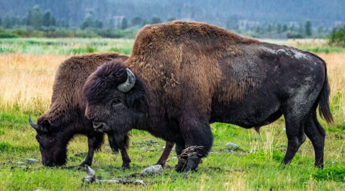 Scopri il più grande bufalo (e bisonte) di sempre
