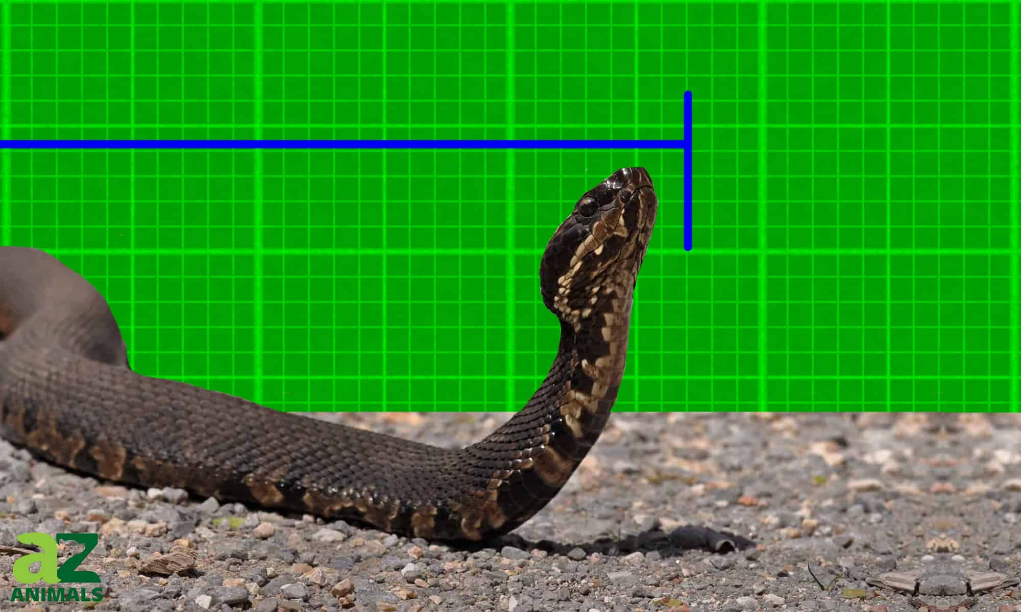 Scopri il più grande serpente Cottonmouth mai registrato