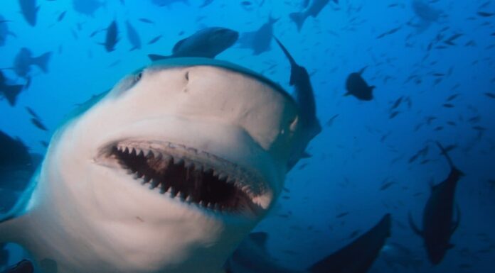 Scopri il più grande squalo mai catturato al largo dell'Alabama
