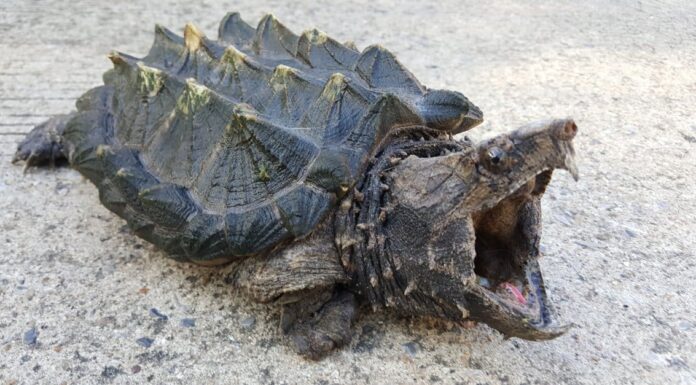 What Do Snapping Turtles Eat